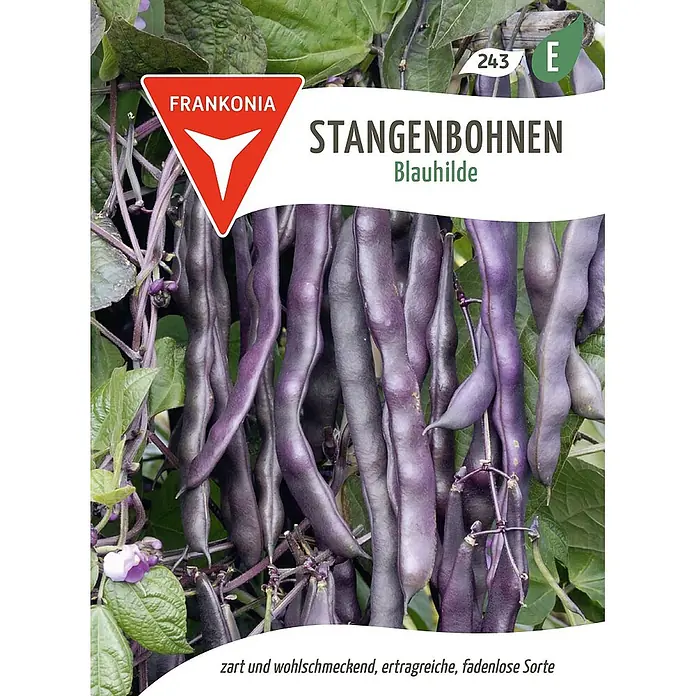 Frankonia Samen Saatgut Stangenbohne, Blauhilde - Phaseolus vulgaris, 5,67 g - Violette Stangenbohnen (Sorte 'Blauhilde') hängen an grünen Ranken, eine zarte, ertragreiche, fadenlose Sorte.