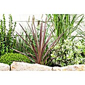 Keulenlilie (Cordyline australis, Topfgröße: 21 cm, Weiß) | BAUHAUS