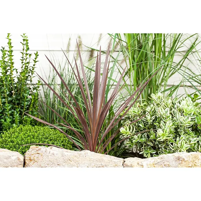 Keulenlilie - Cordyline australis verschiedene Sorten, Topfgröße: 17 cm, Weiß - Ein gestaltetes Gartenbeet mit einer hohen rotbraunen, stacheligen Pflanze, grünem Gras und bunten Sträuchern, begrenzt von Naturstein.
