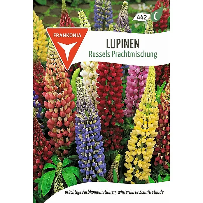 Frankonia Samen Saatgut Lupine, Russels Prachtmischung - Lupinus polyphyllus, 1,63 g - Lebendige Lupinen ‚Russels Prachtmischung‘: rote, pinke, gelbe, blaue und violette Blüten.