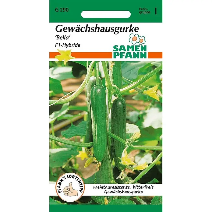 Samen Pfann Saatgut Gewächshausgurke, Bella F1 - Cucumis sativus - Samenpackung für Gewächshausgurke 'Bella' F1-Hybride, mit Bild von wachsenden Gurken.