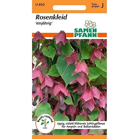 Samen Pfann  Saatgut Rosenkleid (Rhodochiton)