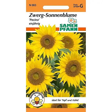 Samen Pfann  Saatgut Sonnenblume, Zwergsonnenblume, Pacino