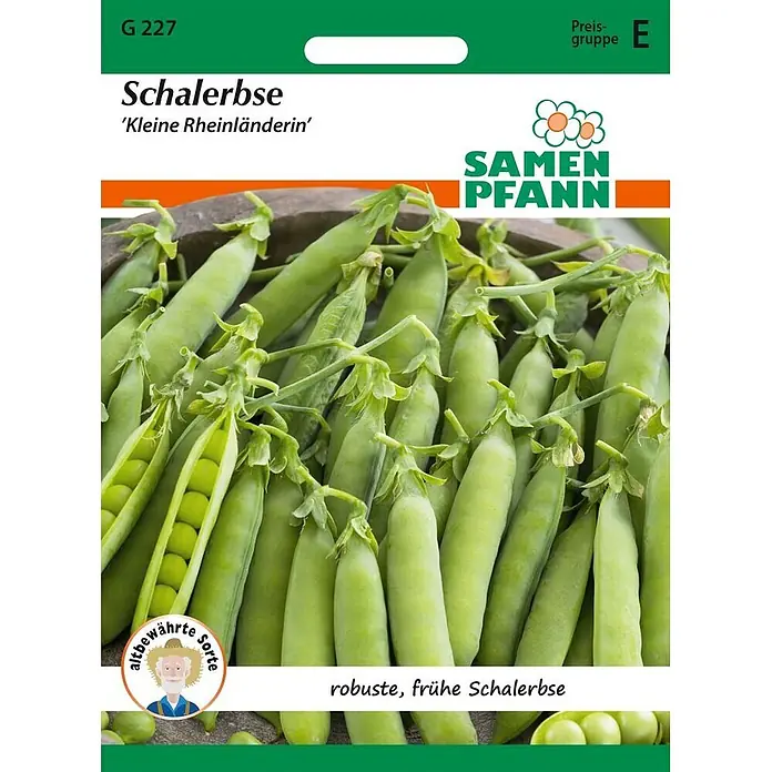 Samen Pfann Saatgut Schalerbse, Kleine Rheinländerin - Pisum sativum, 6,2 g - Frische grüne Schalerbsen-Schoten, teilweise geöffnet mit Erbsen, auf einer Samenpackung der Sorte 'Kleine Rheinländerin'.