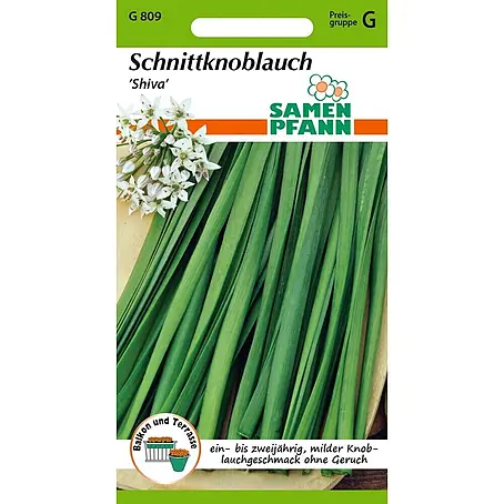 Samen Pfann  Saatgut Schnittknoblauch, Shiva