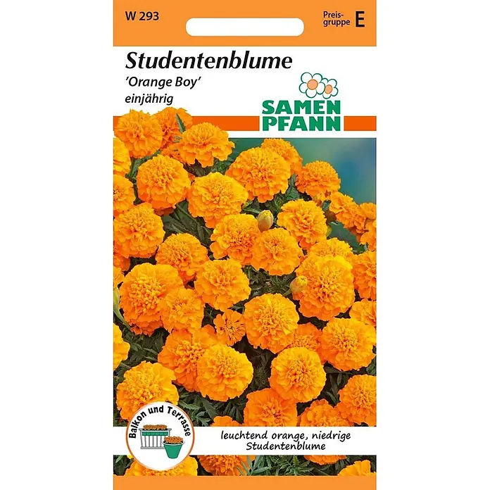 accordine saatgut Accordion Orange  DER TOMATENFLSTERER
