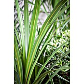 Keulenlilie (Cordyline australis, Topfgröße: 21 cm, Weiß) | BAUHAUS