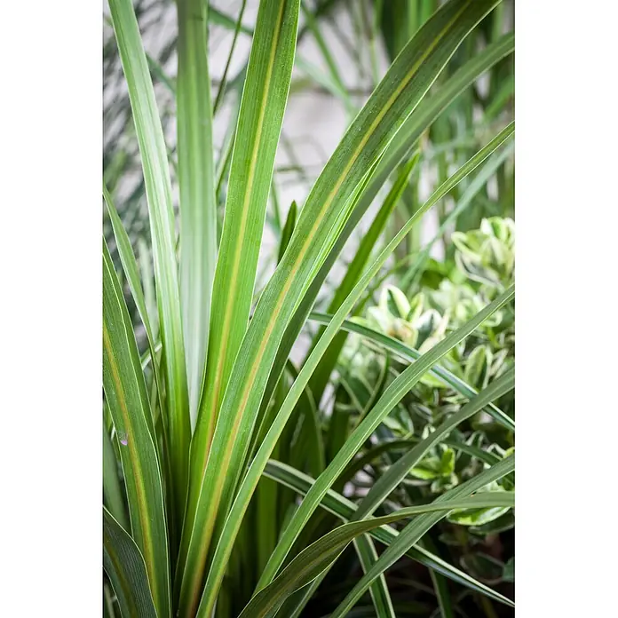 Keulenlilie - Cordyline australis verschiedene Sorten, Topfgröße: 21 cm, Weiß - Nahaufnahme von leuchtend grünen Pflanzenblättern mit auffälligen gelben und orangefarbenen Mittelstreifen.