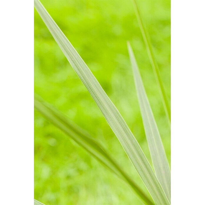 Keulenlilie (Cordyline australis, Topfgröße: 21 cm, Weiß) | BAUHAUS