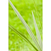 Keulenlilie (Cordyline australis, Topfgröße: 21 cm, Weiß) | BAUHAUS