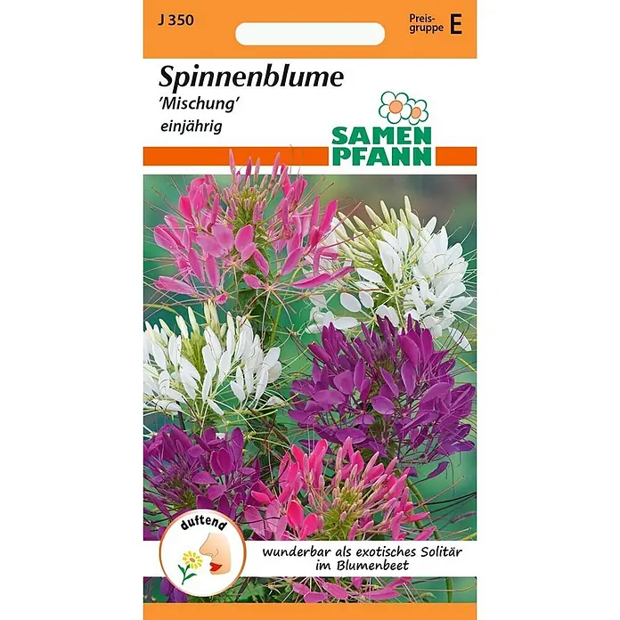 Samen Pfann Saatgut Spinnenpflanze, Mix - Cleome spinosa, 1,6 g - Samen Pfann Samentüte für einjährige, duftende Spinnenblume 'Mischung' mit rosa, weißen und lila Blüten.
