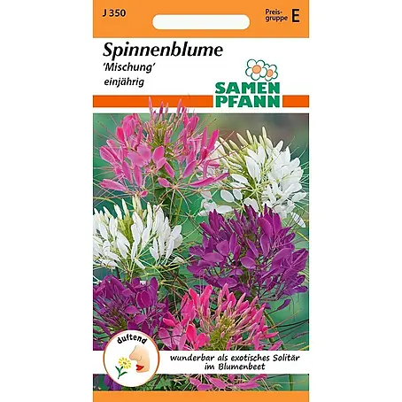 Samen Pfann  Saatgut Spinnenpflanze, Mix