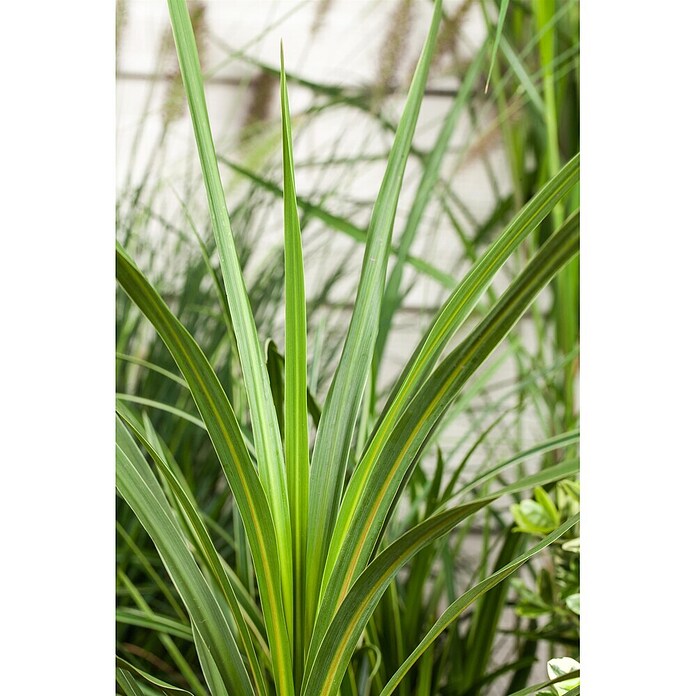 Keulenlilie (Cordyline australis, Topfgröße: 21 cm, Weiß) | BAUHAUS