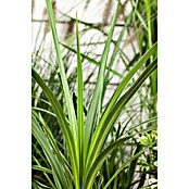 Keulenlilie (Cordyline australis, Topfgröße: 21 cm, Weiß) | BAUHAUS
