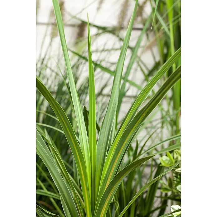 Keulenlilie - Cordyline australis verschiedene Sorten, Topfgröße: 17 cm, Weiß - Nahaufnahme von leuchtend grünen Pflanzen mit langen, spitzen Blättern, teils mit gelben Streifen, in einer Gartenumgebung.