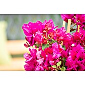 Bougainvillea sanderiana 21 Pyramide