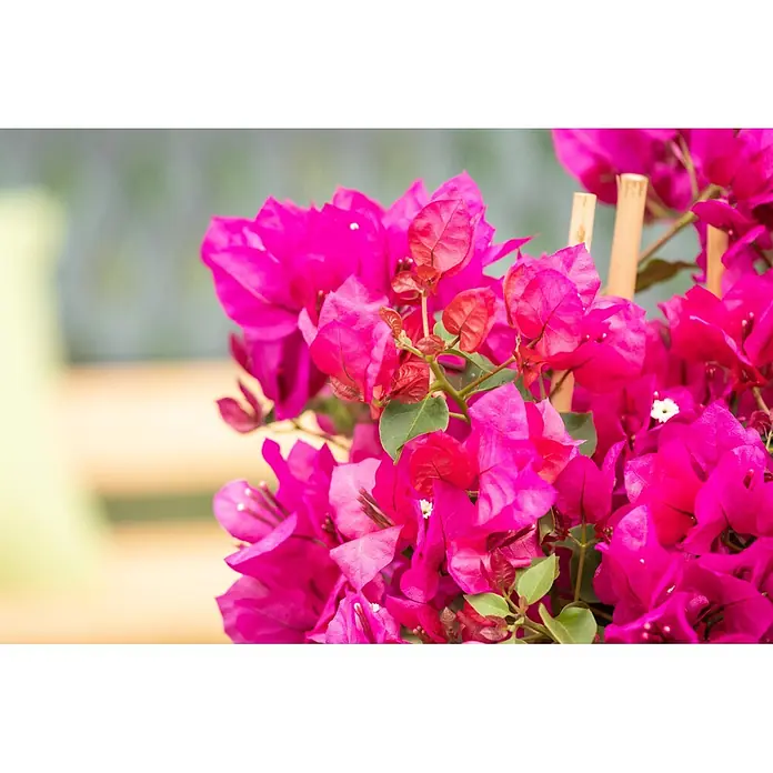 Piardino Drillingsblume Pyramide - Bougainvillea sanderiana, Topfgröße: 19 cm - Leuchtend pinke Bougainvillea-Blüten mit grünen Blättern.