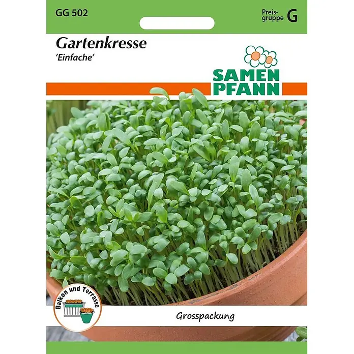 Samen Pfann Saatgut Gartenkresse - Lepidium sativum, 6,7 g - Gartenkresse-Samenpackung, Sorte 'Einfache', mit frischen grünen Kressesprossen in einem Terrakottatopf.