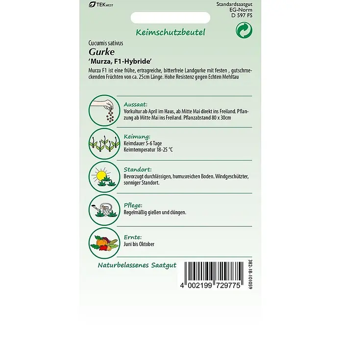Samen Pfann Saatgut Gurke, Murza F1, Landgurke, bitterfrei - Cucumis sativus, var. Murza F1, 1,6 g - Samenpäckchen für die Gurkensorte 'Murza, F1-Hybride', mit Informationen zu Sorte und Anbauanleitung.