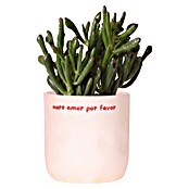 Piardino Sukkulenten in Love Keramik (Succulenten Hybriden, Topfgröße: 9 cm) | BAUHAUS