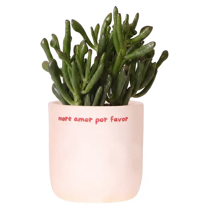 Piardino Sukkulenten in Love Keramik - Succulenten Hybriden, Topfgröße: 9 cm - Grüne Sukkulente in einem weißen Topf mit rotem Text 'more amor por favor'.