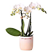 Piardino Orchidee in Love Keramik (Phalaenopsis Hybriden, Topfgröße: 9 cm, verschiedene Farbausführungen, Aufrecht) | BAUHAUS