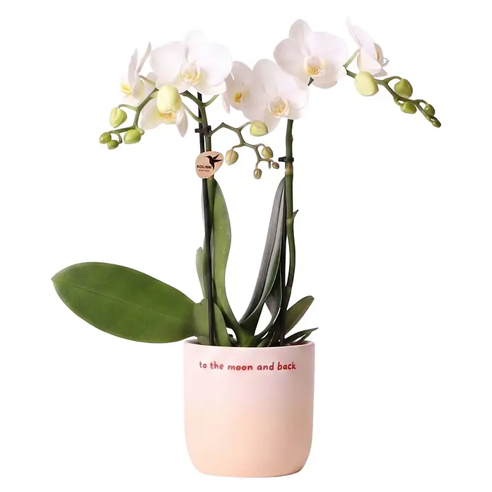 Piardino Orchidee in Love Keramik - Phalaenopsis Hybriden, Topfgröße: 9 cm, verschiedene Farbausführungen, Aufrecht - Weiße Orchidee in hellrosa Topf mit "to the moon and back" Aufschrift.