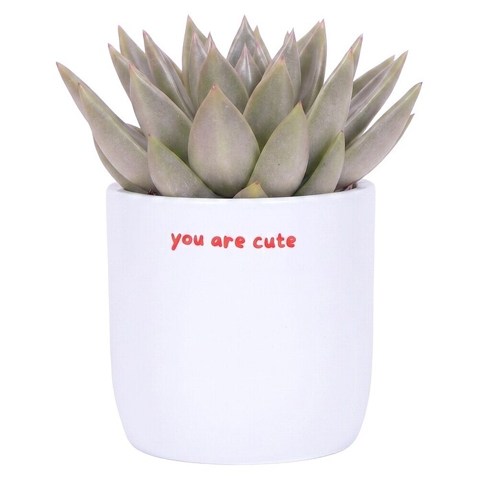 Piardino Sukkulenten in Love Keramik (Succulenten Hybriden, Topfgröße: 9 cm) | BAUHAUS