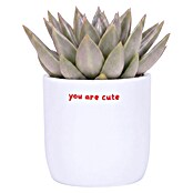 Piardino Sukkulenten in Love Keramik (Succulenten Hybriden, Topfgröße: 9 cm) | BAUHAUS