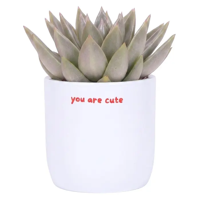 Piardino Sukkulenten in Love Keramik - Succulenten Hybriden, Topfgröße: 9 cm - Blasse grüne Sukkulente in einem weißen Topf mit roter Aufschrift "you are cute".