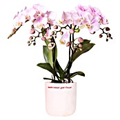 Piardino Orchidee in Love Keramik (Phalaenopsis Hybriden, Topfgröße: 9 cm, verschiedene Farbausführungen, Aufrecht) | BAUHAUS