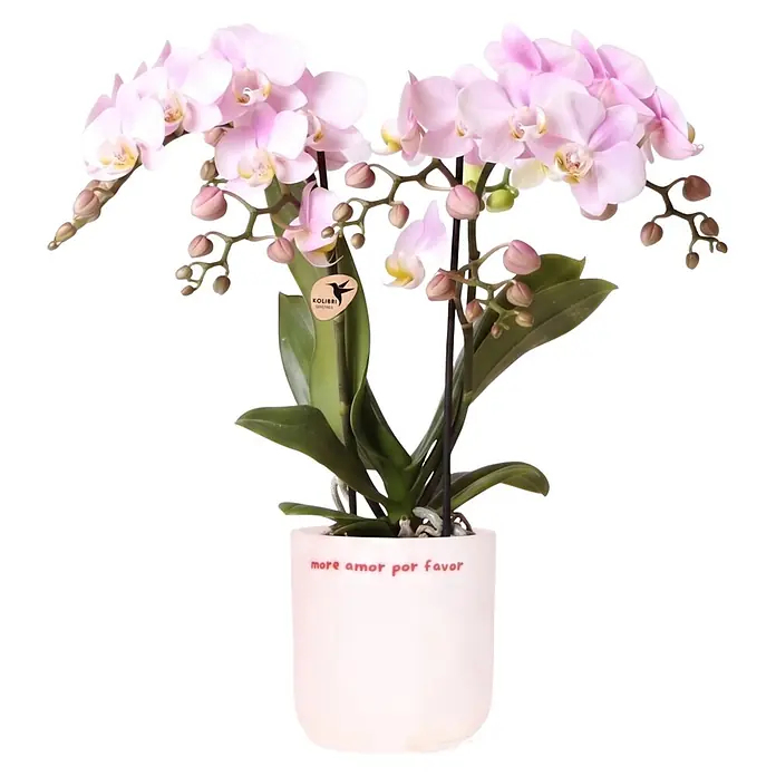 Piardino Orchidee in Love Keramik - Phalaenopsis Hybriden, Topfgröße: 9 cm, verschiedene Farbausführungen, Aufrecht - Rosa Orchidee mit grünen Blättern in einem hellrosa Topf mit „more amor por favor“-Text.