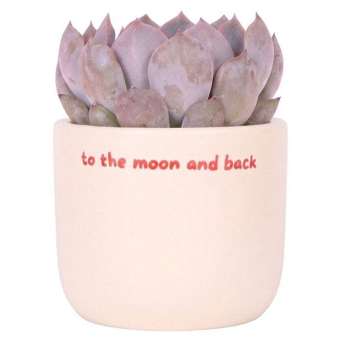 Piardino Sukkulenten in Love Keramik (Succulenten Hybriden, Topfgröße: 6 cm) | BAUHAUS