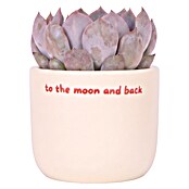 Piardino Sukkulenten in Love Keramik (Succulenten Hybriden, Topfgröße: 6 cm) | BAUHAUS