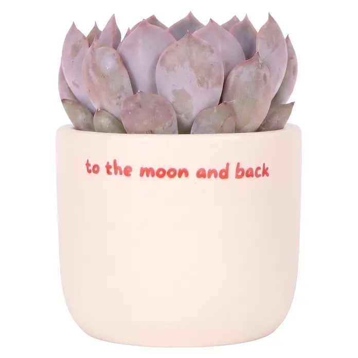 Piardino Sukkulenten in Love Keramik - Succulenten Hybriden, Topfgröße: 6 cm - Violett-grüne Sukkulente in cremefarbenem Topf, beschriftet mit „to the moon and back“.