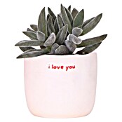 Piardino Sukkulenten in Love Keramik (Succulenten Hybriden, Topfgröße: 6 cm) | BAUHAUS