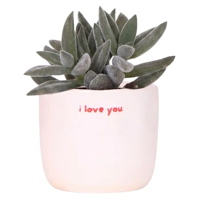 Piardino Sukkulenten in Love Keramik - Succulenten Hybriden, Topfgröße: 6 cm - Flauschige grüne Sukkulente in einem weißen Keramiktopf mit roter Aufschrift "i love you".