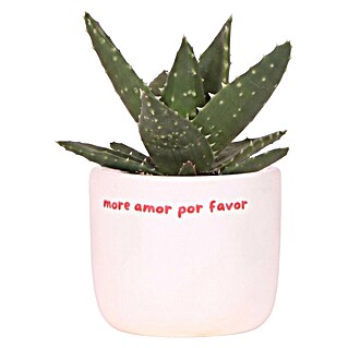 Piardino Sukkulenten in Love Keramik (Succulenten Hybriden, Topfgröße: 6 cm)