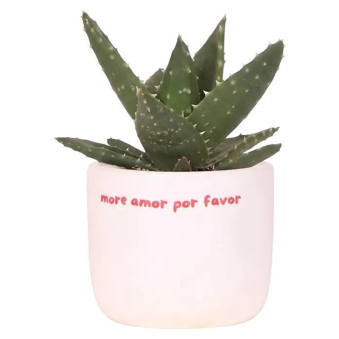 Piardino Sukkulenten in Love Keramik - Succulenten Hybriden, Topfgröße: 6 cm - Aloe-Pflanze in einem weißen Topf mit rotem Schriftzug "more amor por favor".