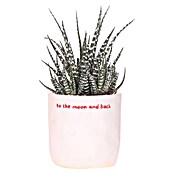 Piardino Sukkulenten in Love Keramik (Succulenten Hybriden, Topfgröße: 9 cm) | BAUHAUS