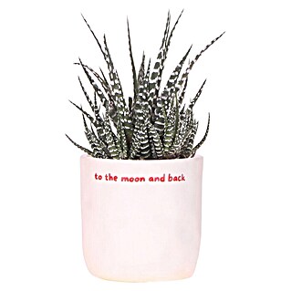 Piardino Sukkulenten in Love Keramik (Succulenten Hybriden, Topfgröße: 9 cm)