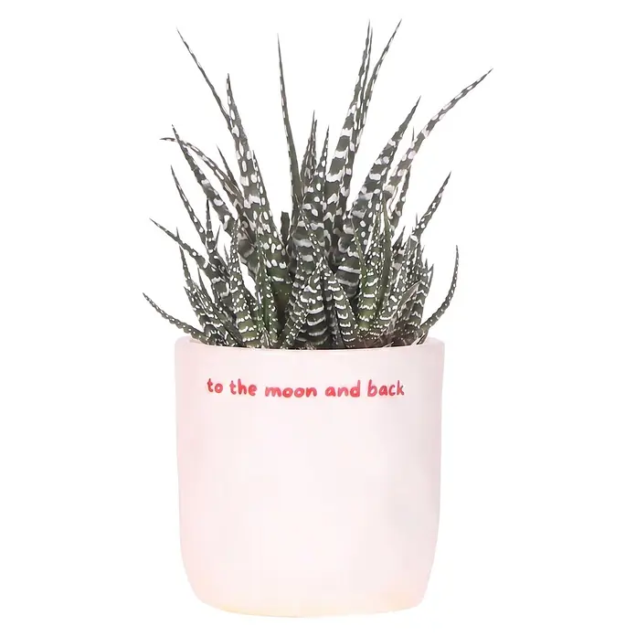 Piardino Sukkulenten in Love Keramik - Succulenten Hybriden, Topfgröße: 9 cm - Weißer Topf-Haworthia-Sukkulent mit rotem Text „to the moon and back“.