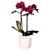 Piardino Orchidee in Love Keramik 