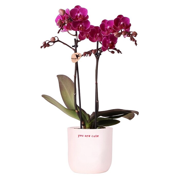 Piardino Orchidee in Love Keramik (Phalaenopsis Hybriden, Topfgröße: 9 cm, verschiedene Farbausführungen, Aufrecht) | BAUHAUS