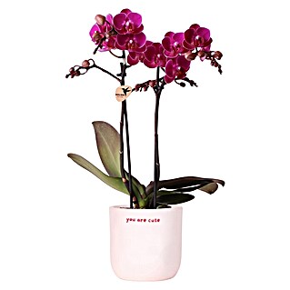 Piardino Orchidee in Love Keramik (Phalaenopsis Hybriden, Topfgröße: 9 cm, verschiedene Farbausführungen, Aufrecht)