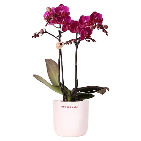 Piardino  Orchidee in Love Keramik