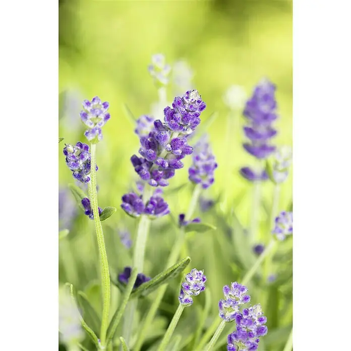 Piardino Lavendel - Lavandula angustifolia, Topfvolumen: 3 l, Blau/Lila - Nahaufnahme von blühendem Lavendel mit seinen violetten Blüten und grünen Stängeln, der die Schönheit und den Duft der Natur einfängt.