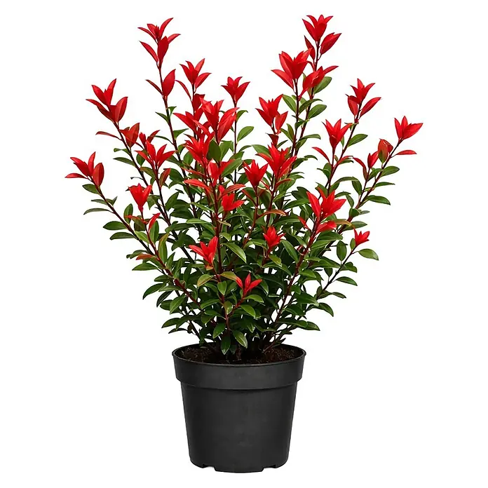Piardino Glanzmispel - Photinia fraseri, Topfgröße: 23 cm - Topfpflanze mit leuchtend roten Trieben und grünen Blättern in einem schwarzen Topf.