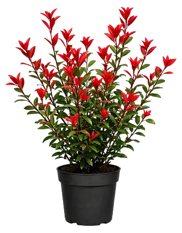 fire and ice hosta plant Hosta Fire & Ice 2 gal