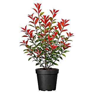 Piardino Glanzmispel (Photinia fraseri 'Red Robin', Topfgröße: 24 cm)